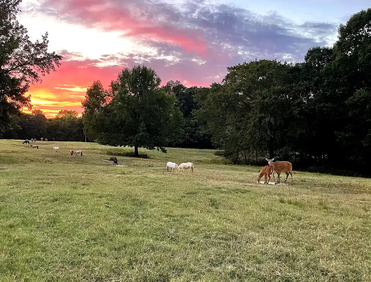 Sleepy Hollow Safari, LLC Sleepy Hollow Safari, LLC